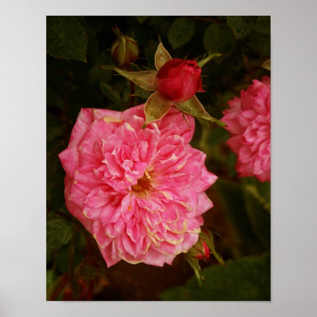 Póster Rosas rosas rosas (Frente)