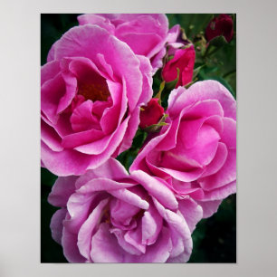 Póster Rosas rosas rosas