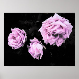 Póster rosas rosas rosas