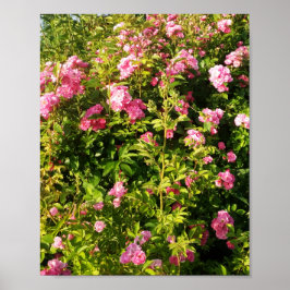 Póster Rosas rosas rosas en flor