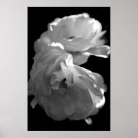 Rosas salvajes fotografía floral en blanco y negro