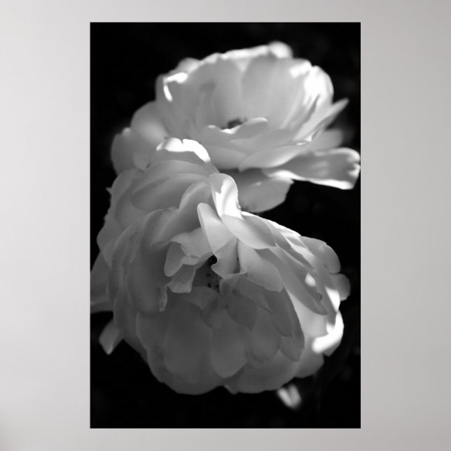 Póster Rosas salvajes fotografía floral en blanco y negro (Frente)