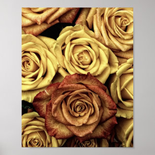 Póster Rosas Sepia Tintados