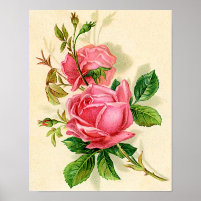 Póster rosas vintage (Frente)