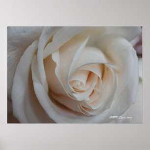 Póster Rose 16