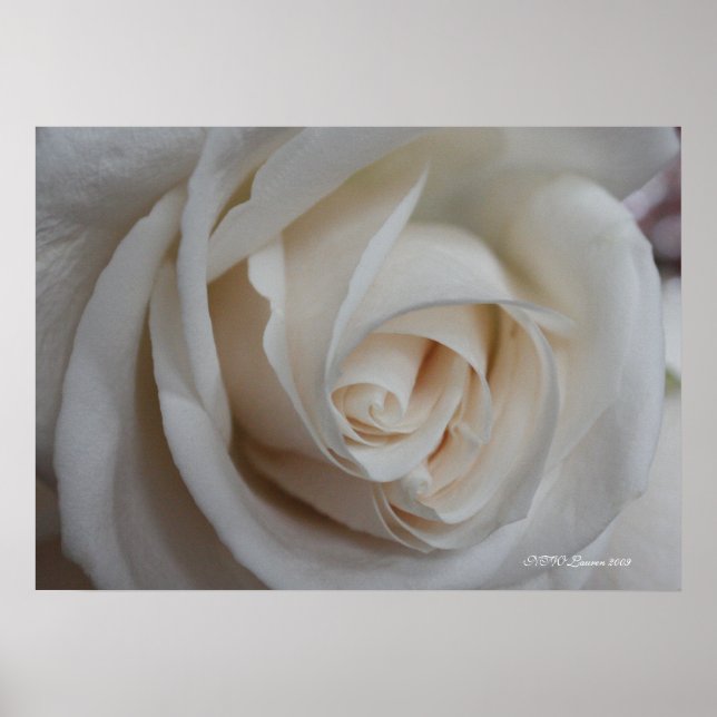 Póster Rose 16 (Frente)