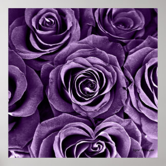 Póster Rose Bouquet en morado