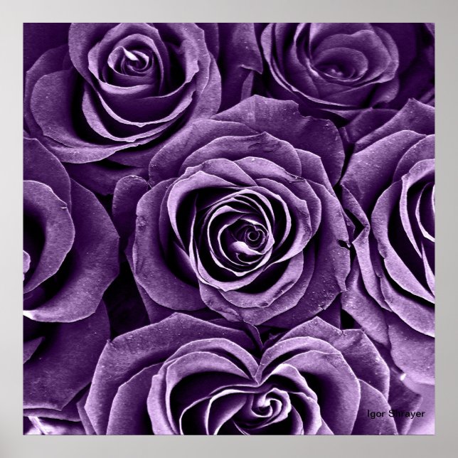 Póster Rose Bouquet en morado (Frente)