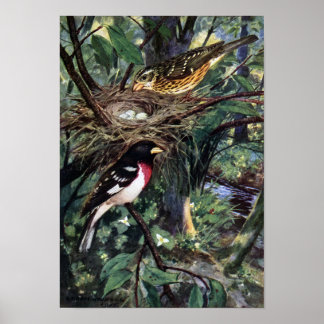 Póster Rose-Breasted Grosbeaks & Their Nest of Eggs