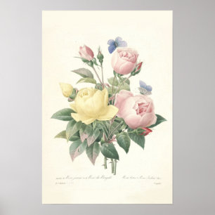 Póster Rose du Bengale Canvas Print