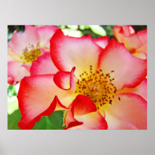 Póster Rose Flowers art prints Colorful Bright Roses