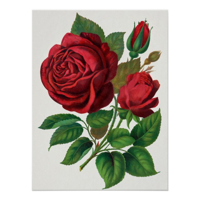 Póster Rose Print Rochester Lithographing and Printing Co (Anverso)
