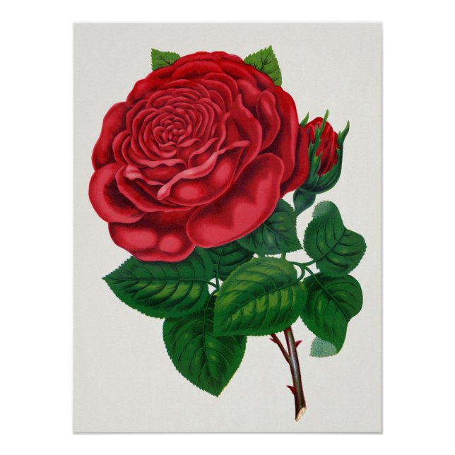 Póster Rose Print Rochester Litografía e Imprenta Co (Anverso)