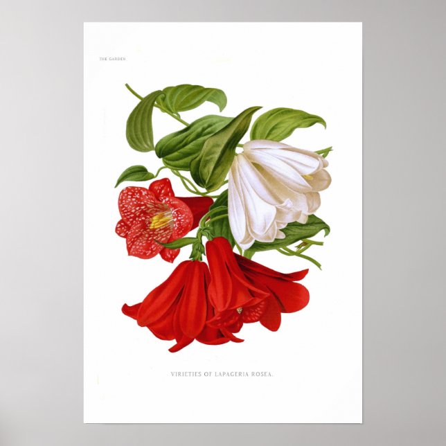 Póster Rosea de Lapageria. (Frente)