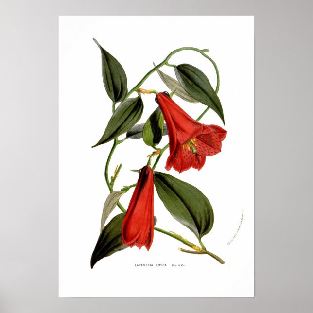Póster Rosea de Lapageria (Frente)