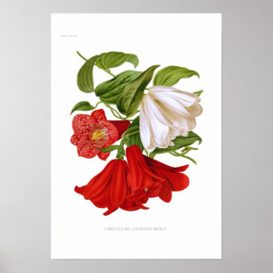 Póster Rosea de Lapageria. (Bellflower chileno)