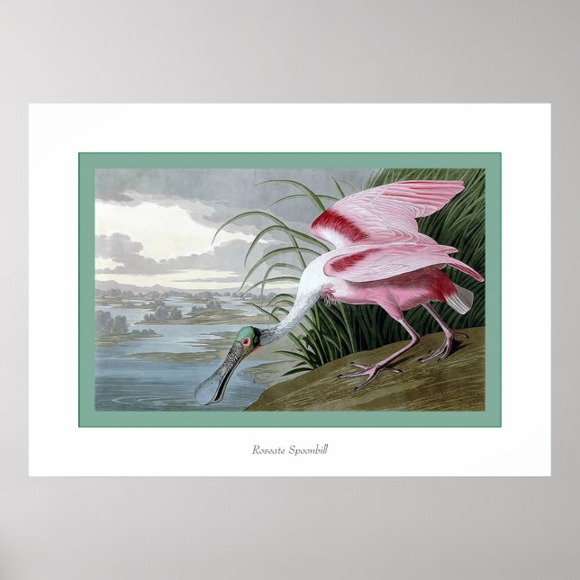 Póster Roseate Spoonbill (Frente)