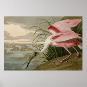 Póster Roseate Spoonbill