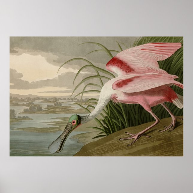 Póster Roseate Spoonbill (Frente)