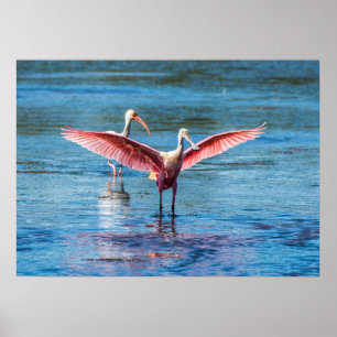 Póster Roseate Spoonbill 28 x 20 Archival Heavy Wgt Paper