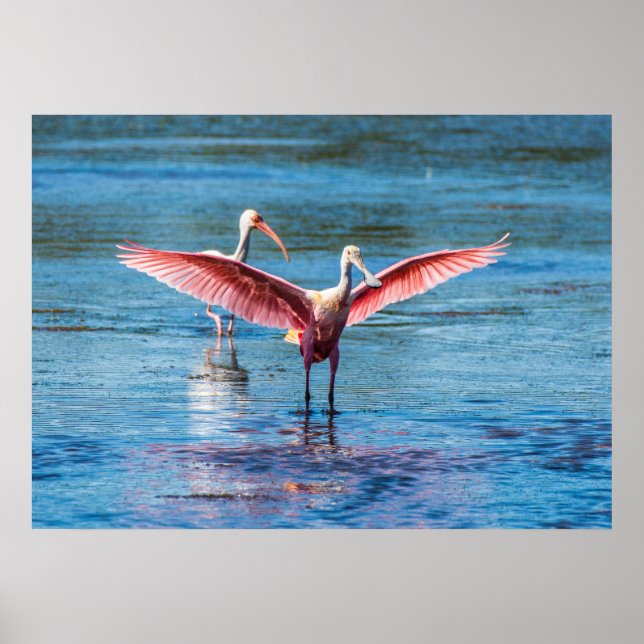 Póster Roseate Spoonbill 28 x 20 Archival Heavy Wgt Paper (Frente)