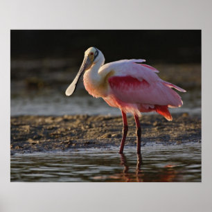 Póster Roseate Spoonbill, Ajaia ajaja, Ding Darling