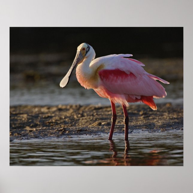 Póster Roseate Spoonbill, Ajaia ajaja, Ding Darling (Frente)