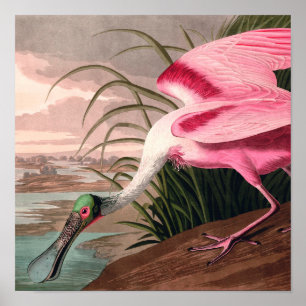 Póster Roseate Spoonbill Audubon Bird Wildlife