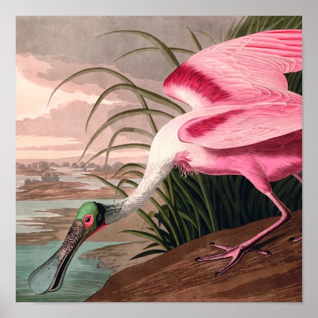 Póster Roseate Spoonbill Audubon Bird Wildlife (Frente)