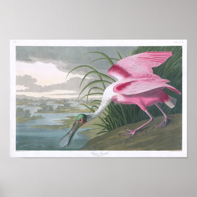 Póster Roseate Spoonbill, Bella Artes de John James Audub (Frente)