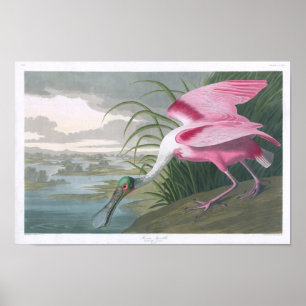 Póster Roseate Spoonbill, Bella Artes de John James Audub
