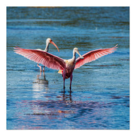 Poster Roseate Spoonbill de 20" x 20" (semibrillan