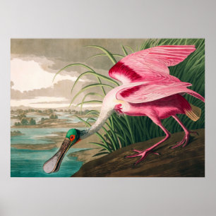 Póster Roseate Spoonbill de John James Audubon