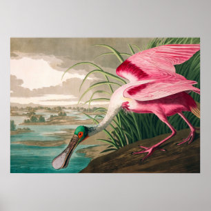 Póster Roseate Spoonbill de John James Audubon