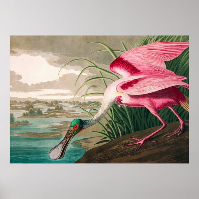 Póster Roseate Spoonbill de John James Audubon (Frente)