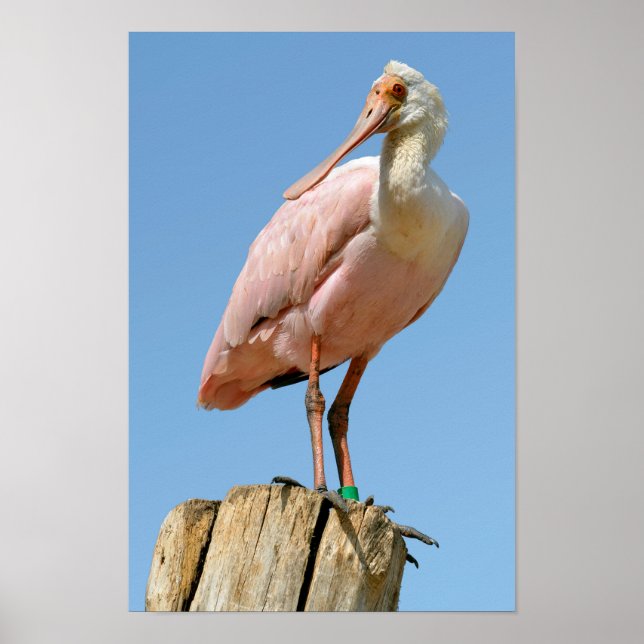 Póster Roseate Spoonbill en un poste de madera (Frente)