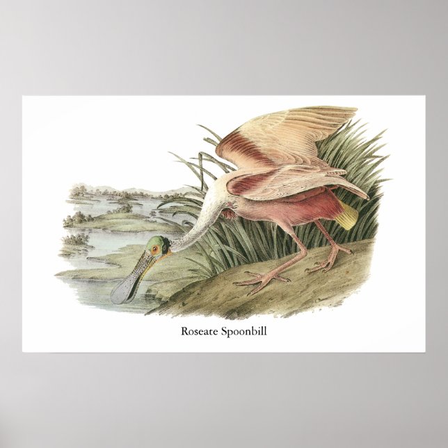 Póster Roseate Spoonbill, John Audubon (Frente)