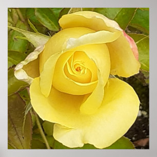 Póster Rosebud amarillo