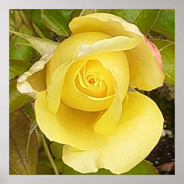 Póster Rosebud amarillo (Frente)