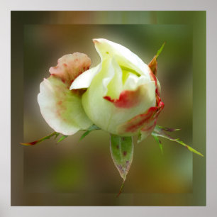 Póster rosebud glowing