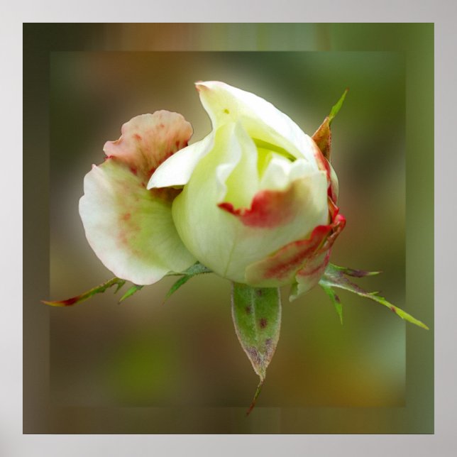 Póster rosebud glowing (Frente)