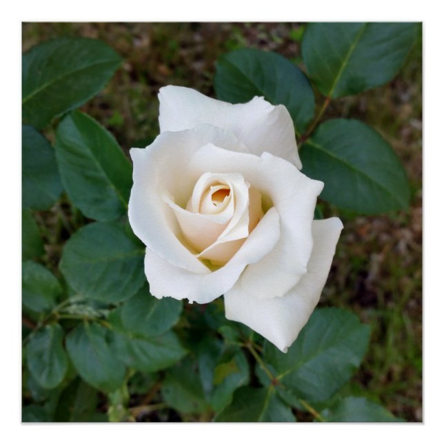 Póster rosebudo blanco (Anverso)