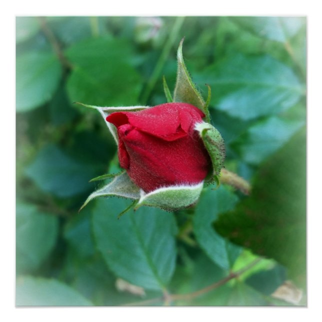 Póster rosebudo rojo (Anverso)
