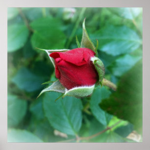 Póster rosebudo rojo