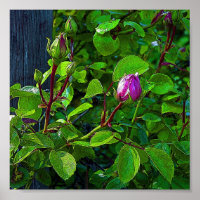 Rosebuds