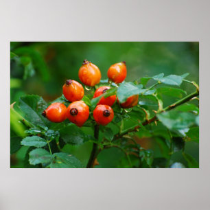 Póster Rosehip después de la lluvia