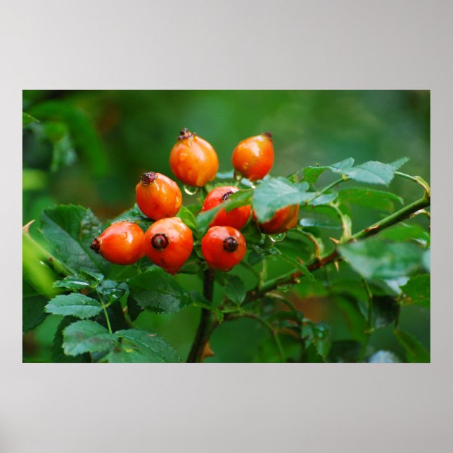 Póster Rosehip después de la lluvia (Frente)