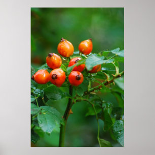 Póster Rosehip después de la lluvia