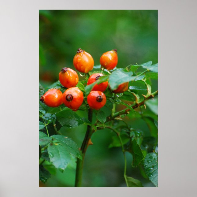 Póster Rosehip después de la lluvia (Frente)