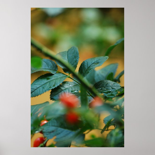 Póster Rosehip después de la lluvia 5 (Frente)